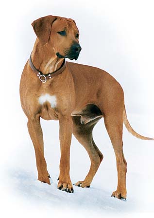 N´mecká doga