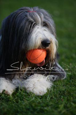 Bearded Collie