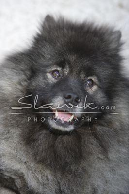 Wolfsspitz Happy 5.JPG