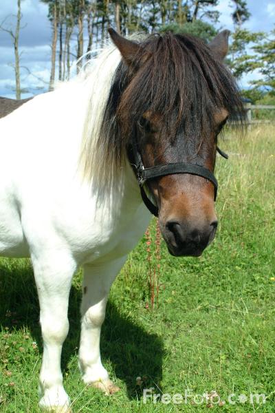 01_36_56---Shetland-Pony_web.jpg