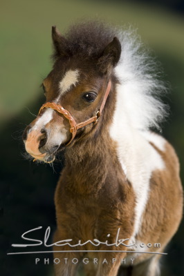 AmericanMiniatureHorse708312b.JPG