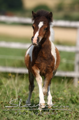 AmericanMiniatureHorse708781.JPG