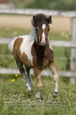 AmericanMiniatureHorse708812b.JPG