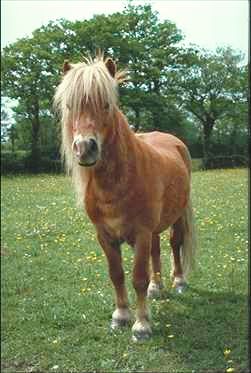 horse05.jpg