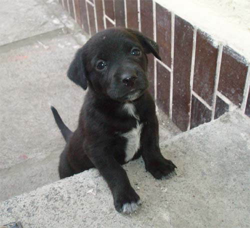 Labrador