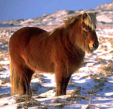 RN_Animal_Pony_4.jpg