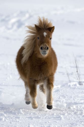 Shetlandpony Kira 09.JPG