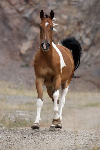 Tschech Warmblut West 88_001.JPG