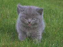 britské modré kotě.jpg