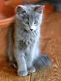 kote-nebelung.jpg